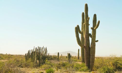 Stunning view of tall cacti in the Sonoran Desert, capturing the essence of arid wilderness.